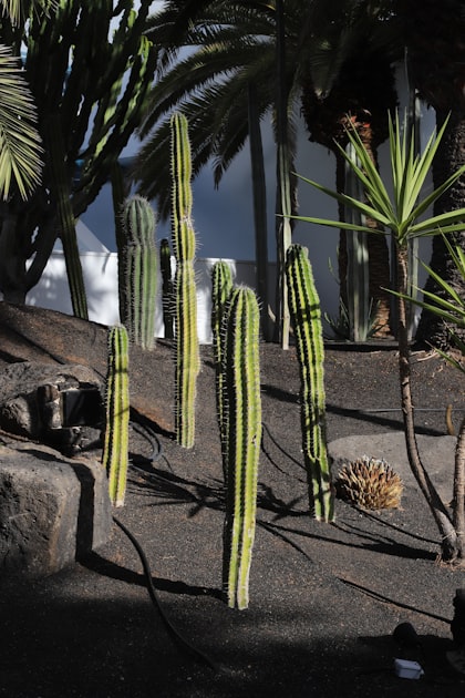 Tendencias en Jardinería para 2023