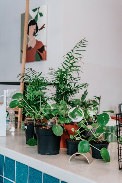 Consejos para un Jardín Saludable